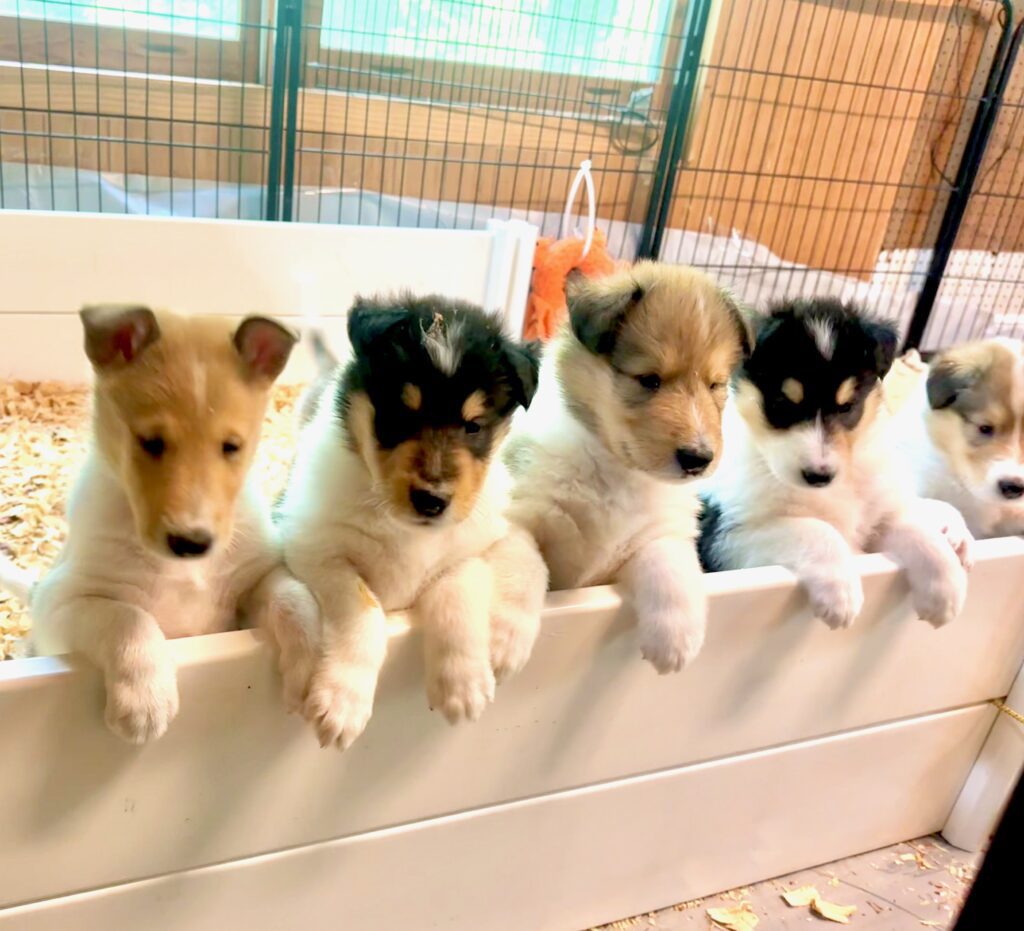 Smooth and Rough Collie puppies perched together