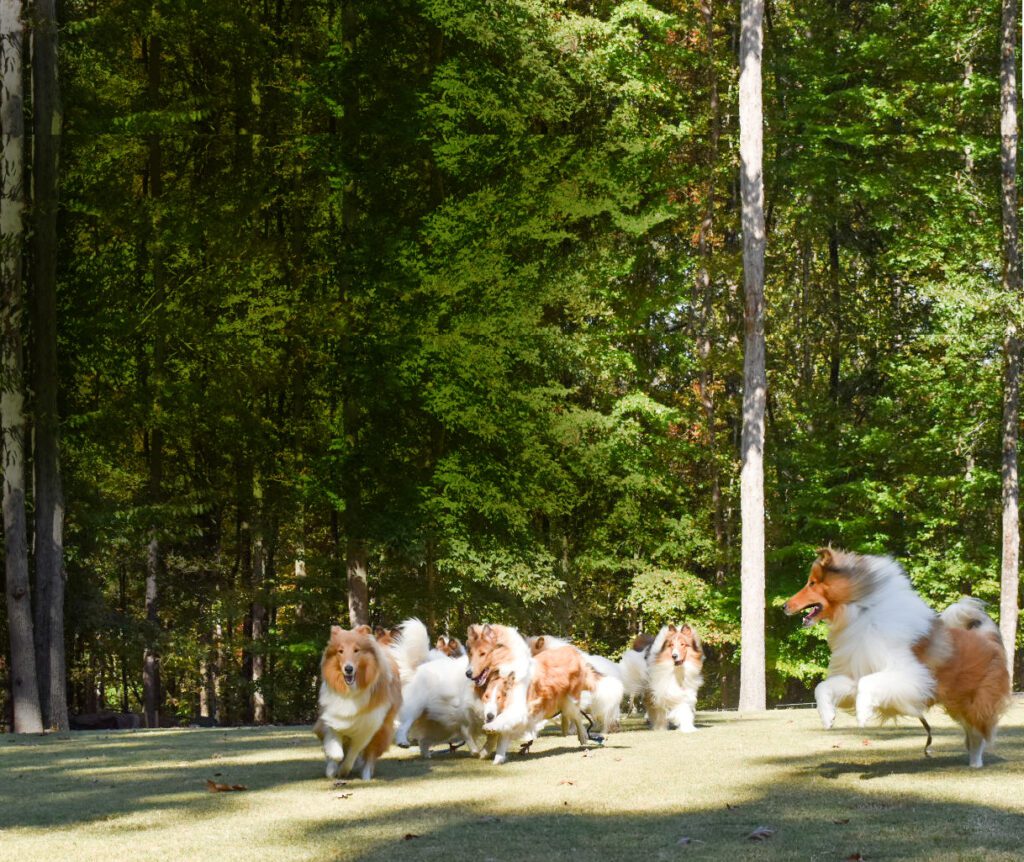 Whitehall Collies running in the woods