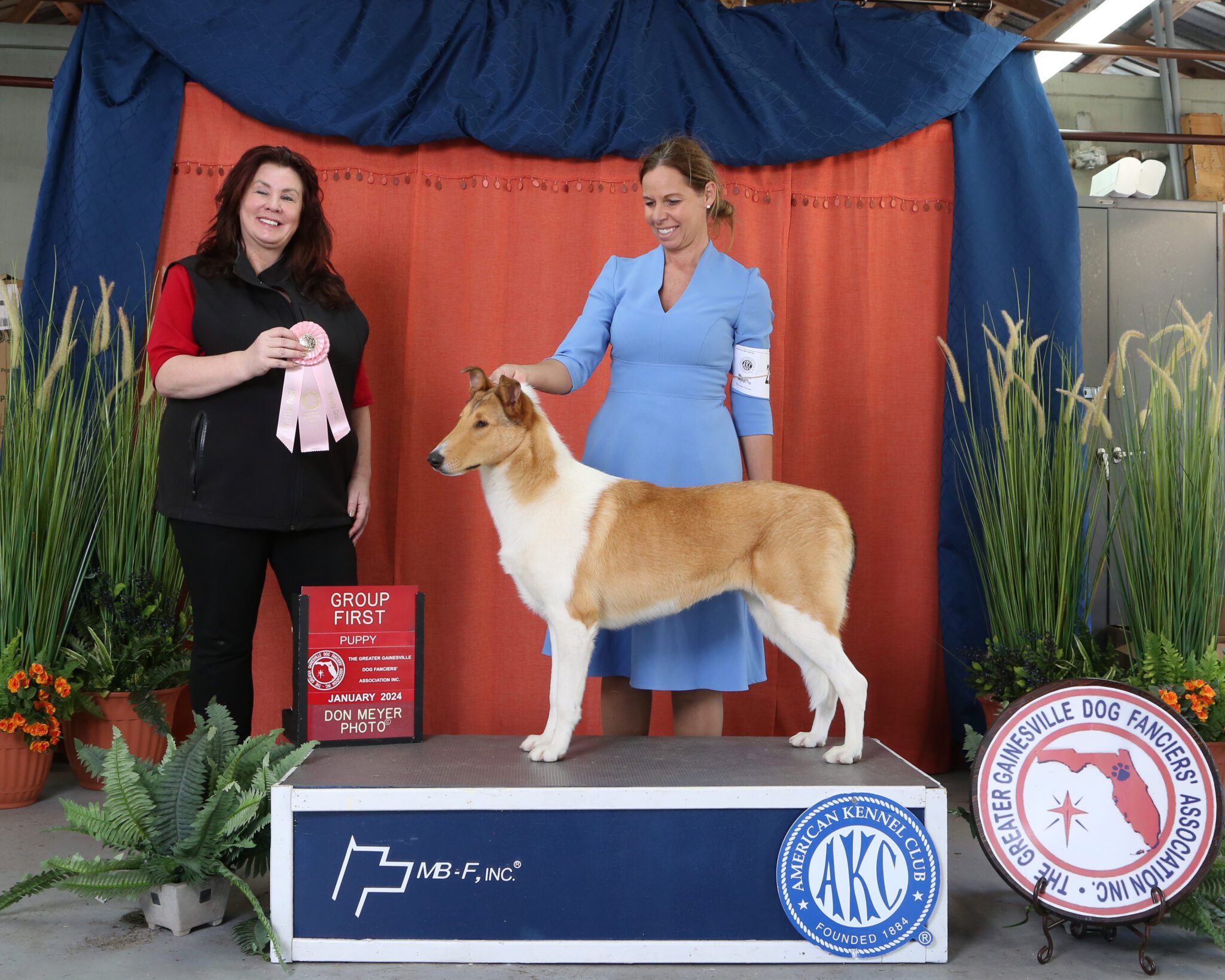 Our smooth Collie wining a puppy group one