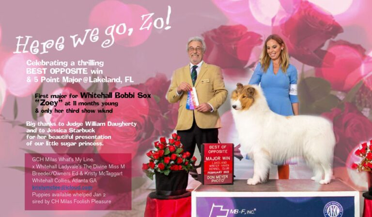 ColliesOnline Ad_Lakeland 2022_page-0001