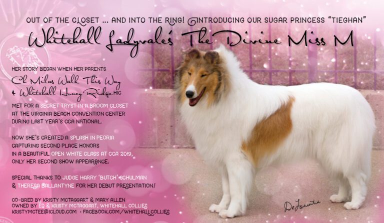 ColliesOnline Ad_web