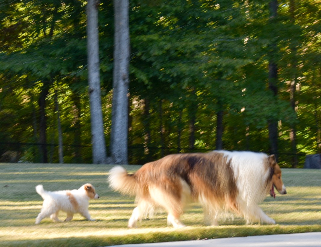 Bruce takes his little son Arthur (Whitehall Sword in the Stone) for an evening stroll