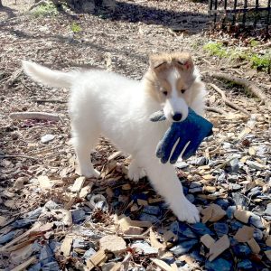 Unique features of the Whitehall Collies: white collies