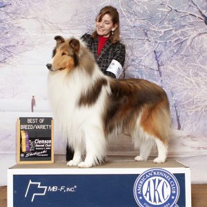 Rough Collie wins Best of Variety at a dog show