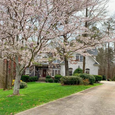 Home of Whitehall Collies