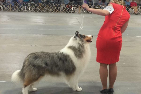 blue-merle-collie-national-specialty-Louisville_Kentucky