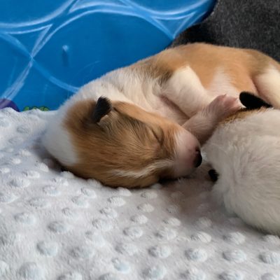 sable merle Collie puppy 4 days old
